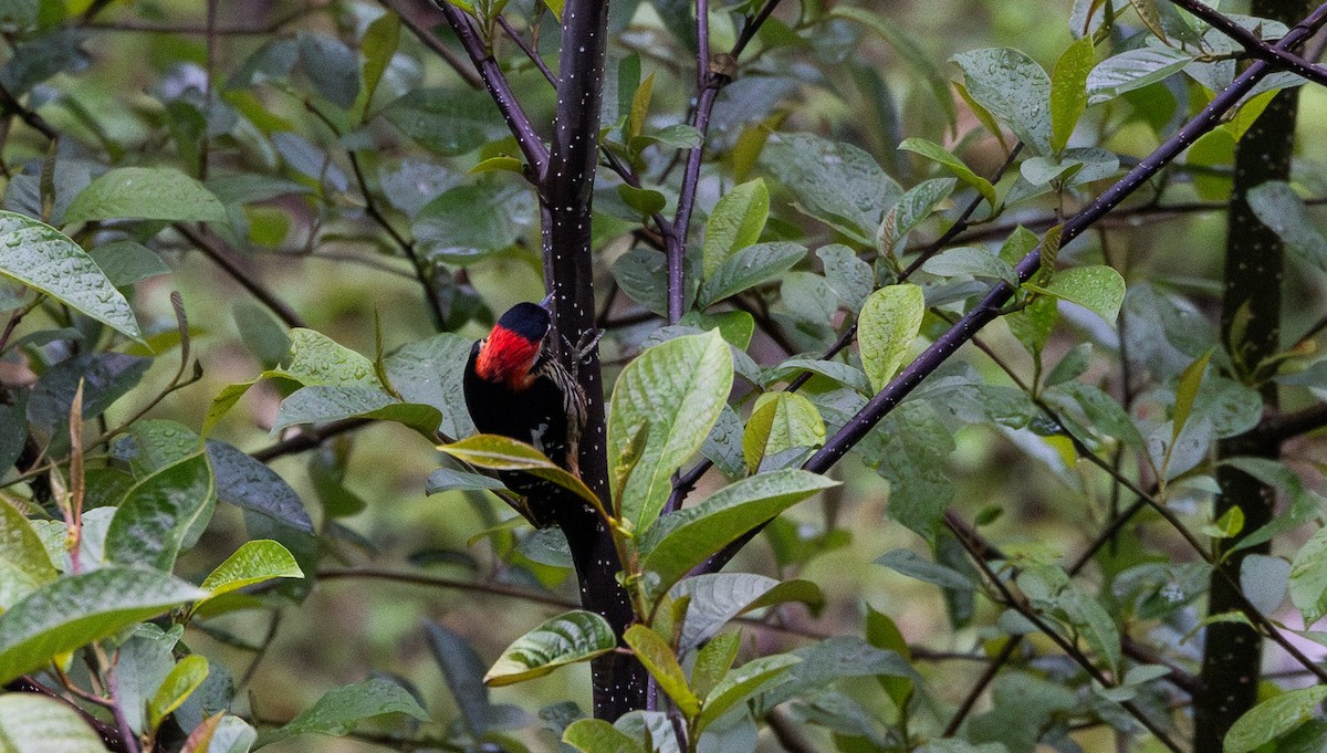 Crimson-naped Woodpecker - ML641311782