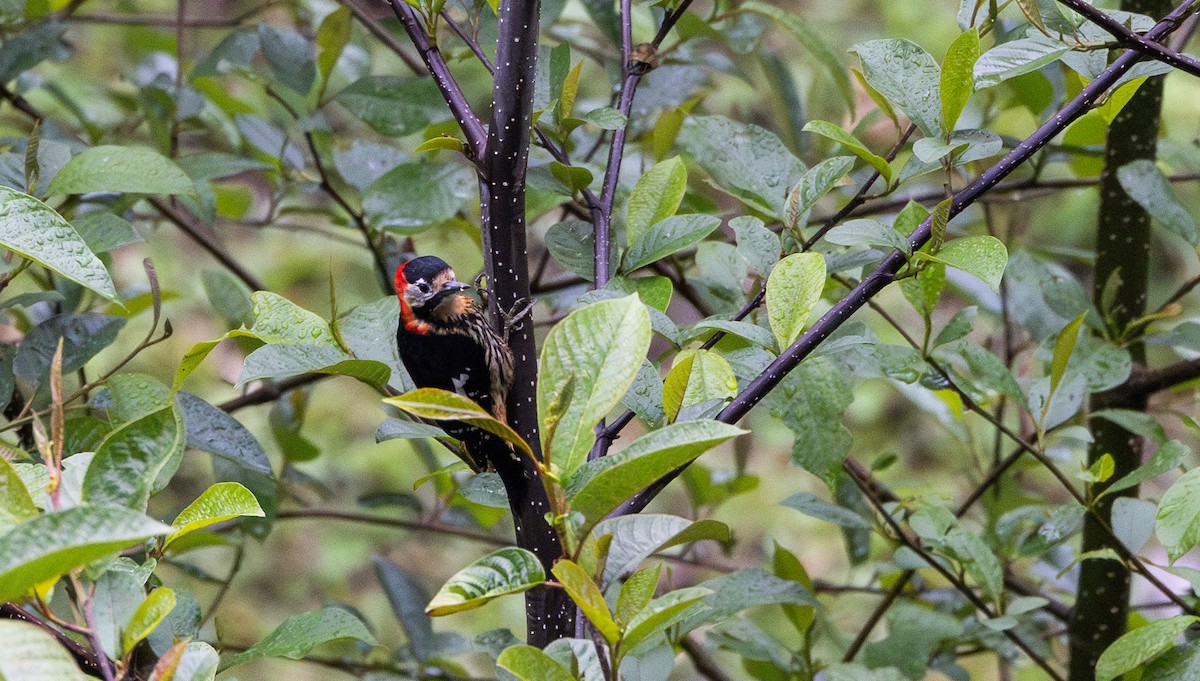 Crimson-naped Woodpecker - ML641311783