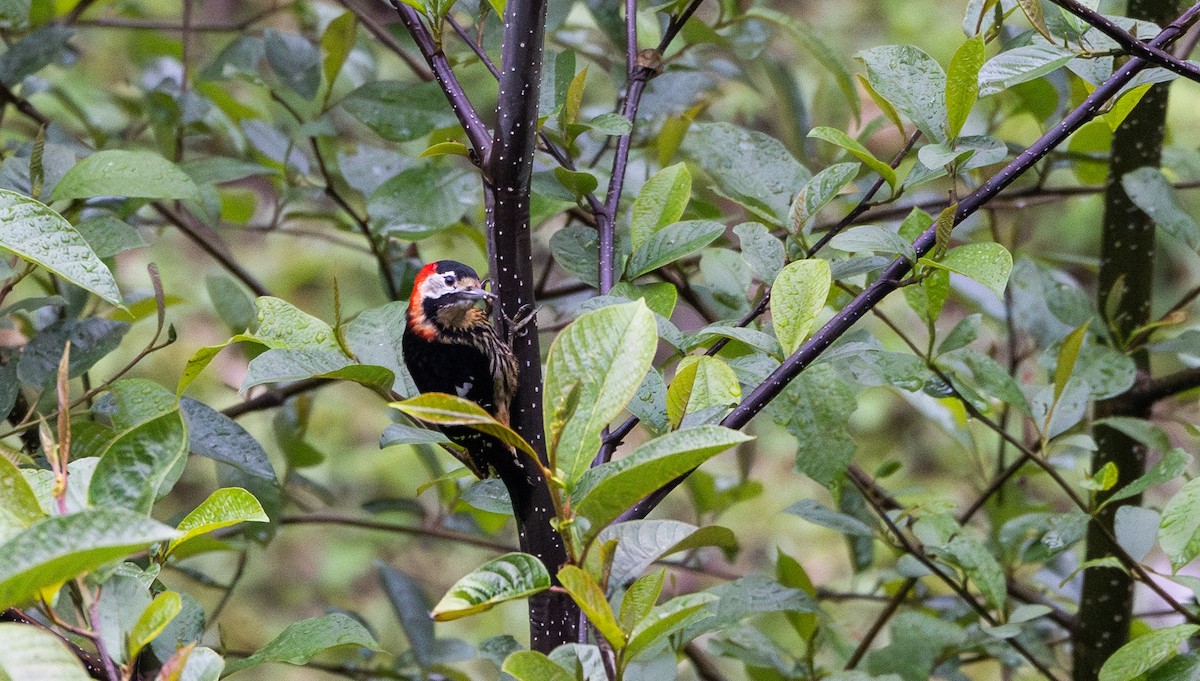 Crimson-naped Woodpecker - ML641311784
