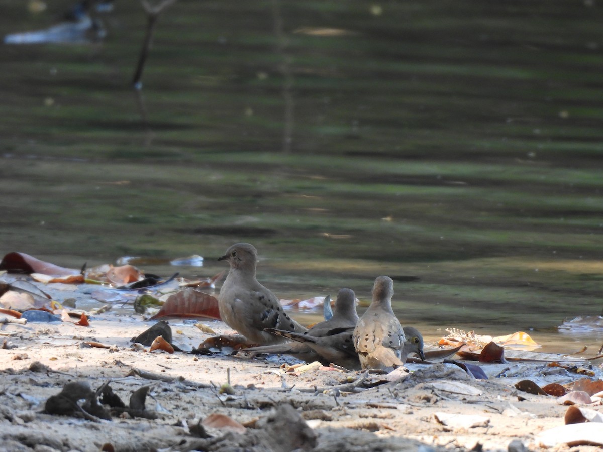 Long-tailed Ground Dove - ML641311788