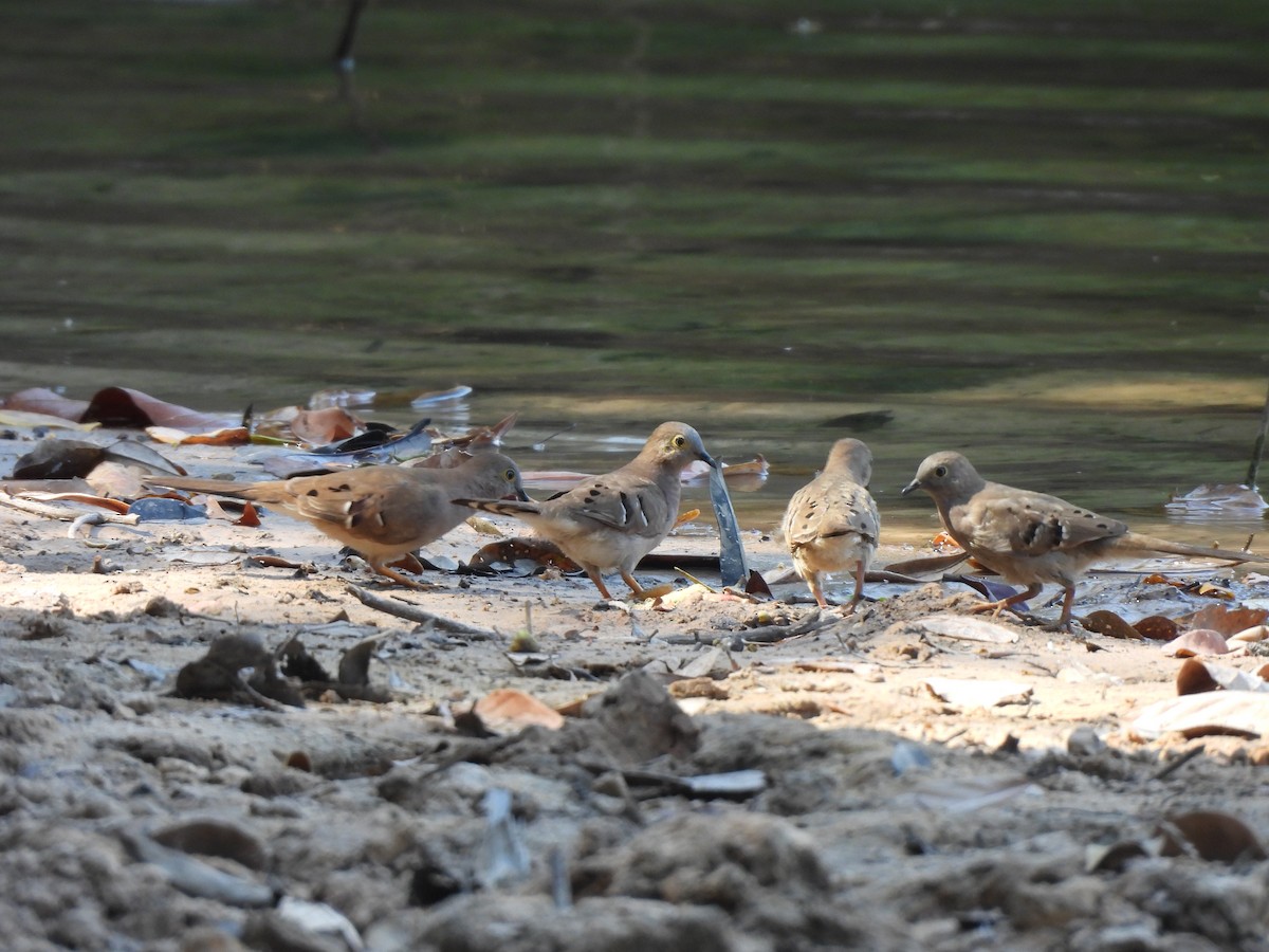 Long-tailed Ground Dove - ML641311789