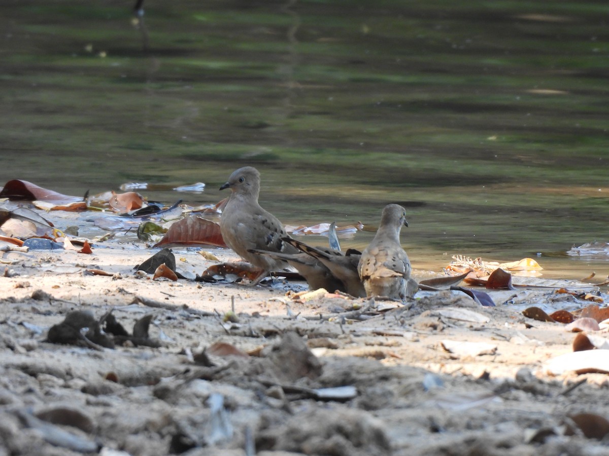 Long-tailed Ground Dove - ML641311790