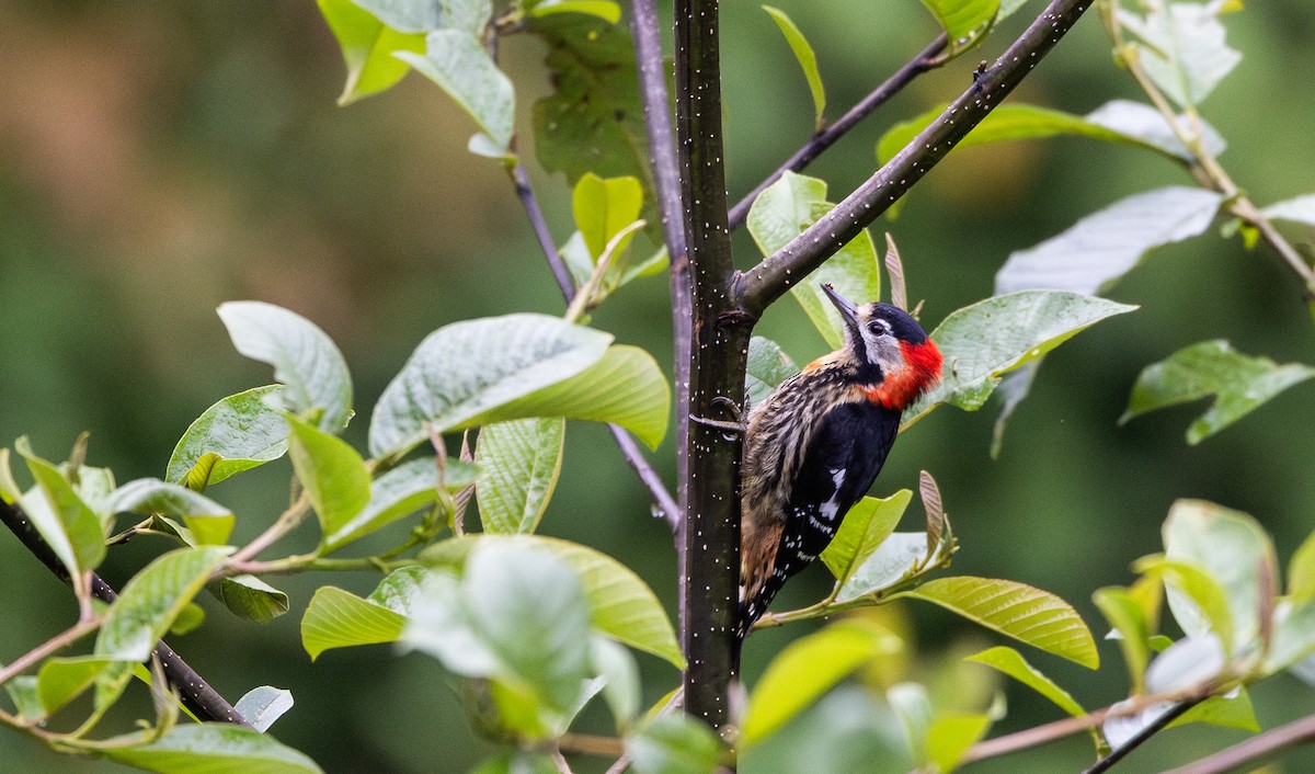 Crimson-naped Woodpecker - ML641311792