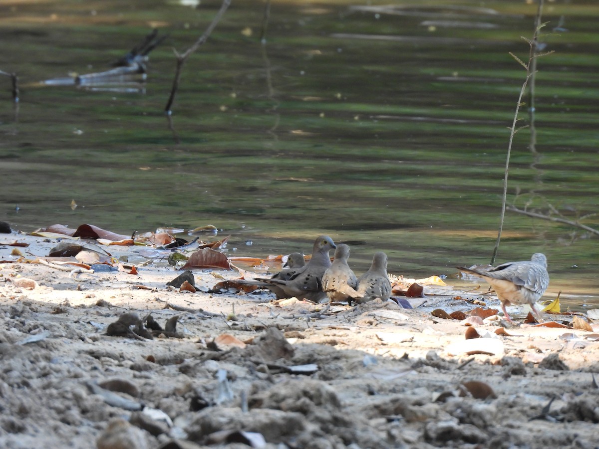 Long-tailed Ground Dove - ML641311793
