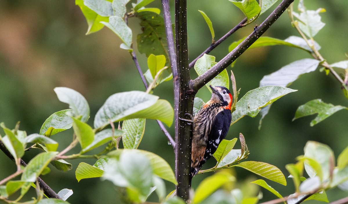 Crimson-naped Woodpecker - ML641311798