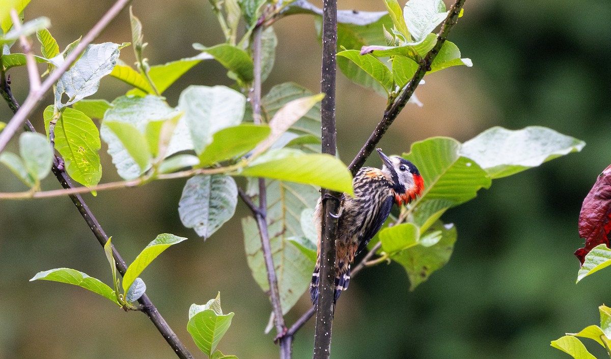Crimson-naped Woodpecker - ML641311799