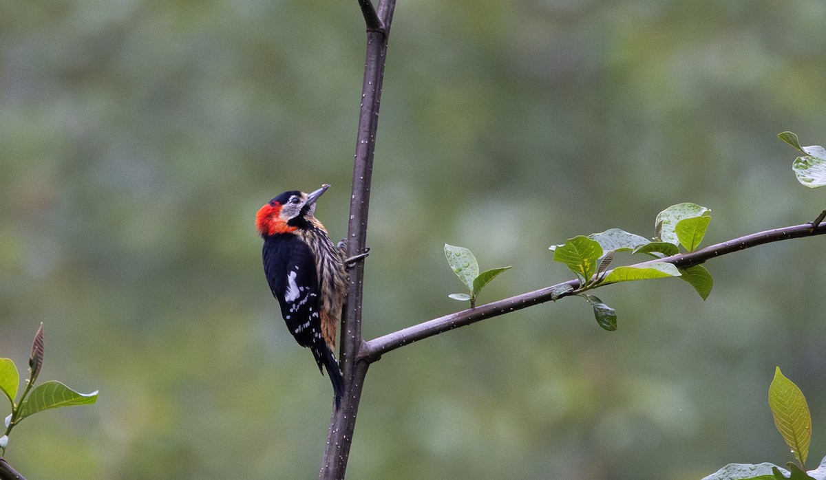 Crimson-naped Woodpecker - ML641311802