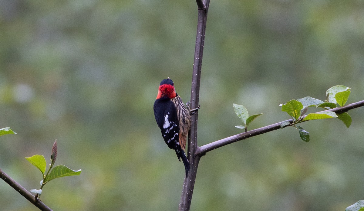 Crimson-naped Woodpecker - ML641311803