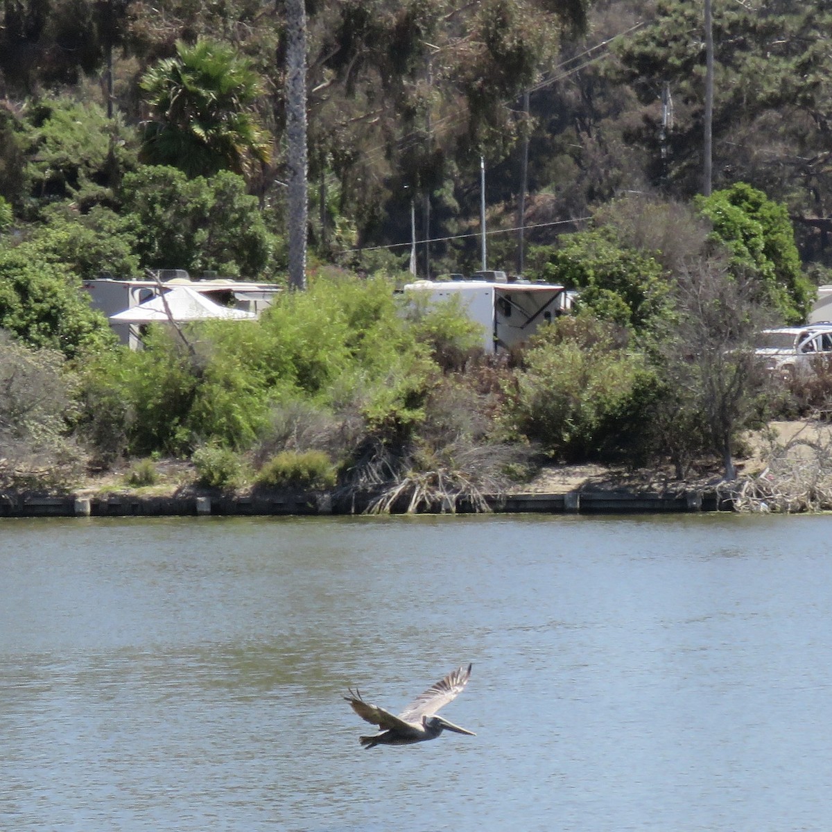 Brown Pelican - ML641311806