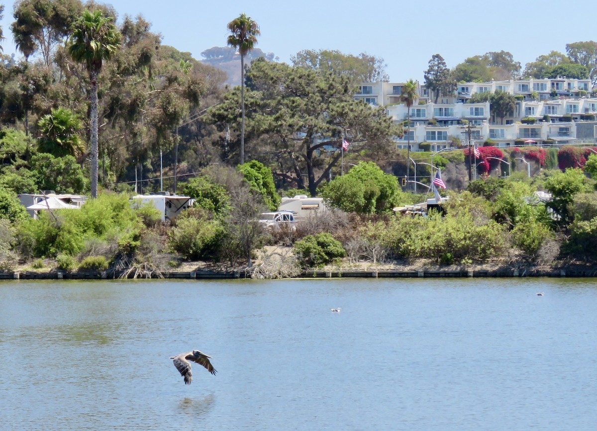 Brown Pelican - ML641311807