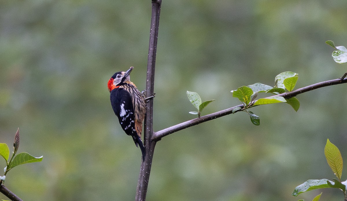 Crimson-naped Woodpecker - ML641311808