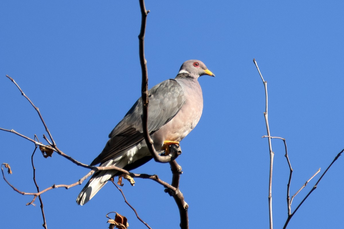 Band-tailed Pigeon - ML641311822