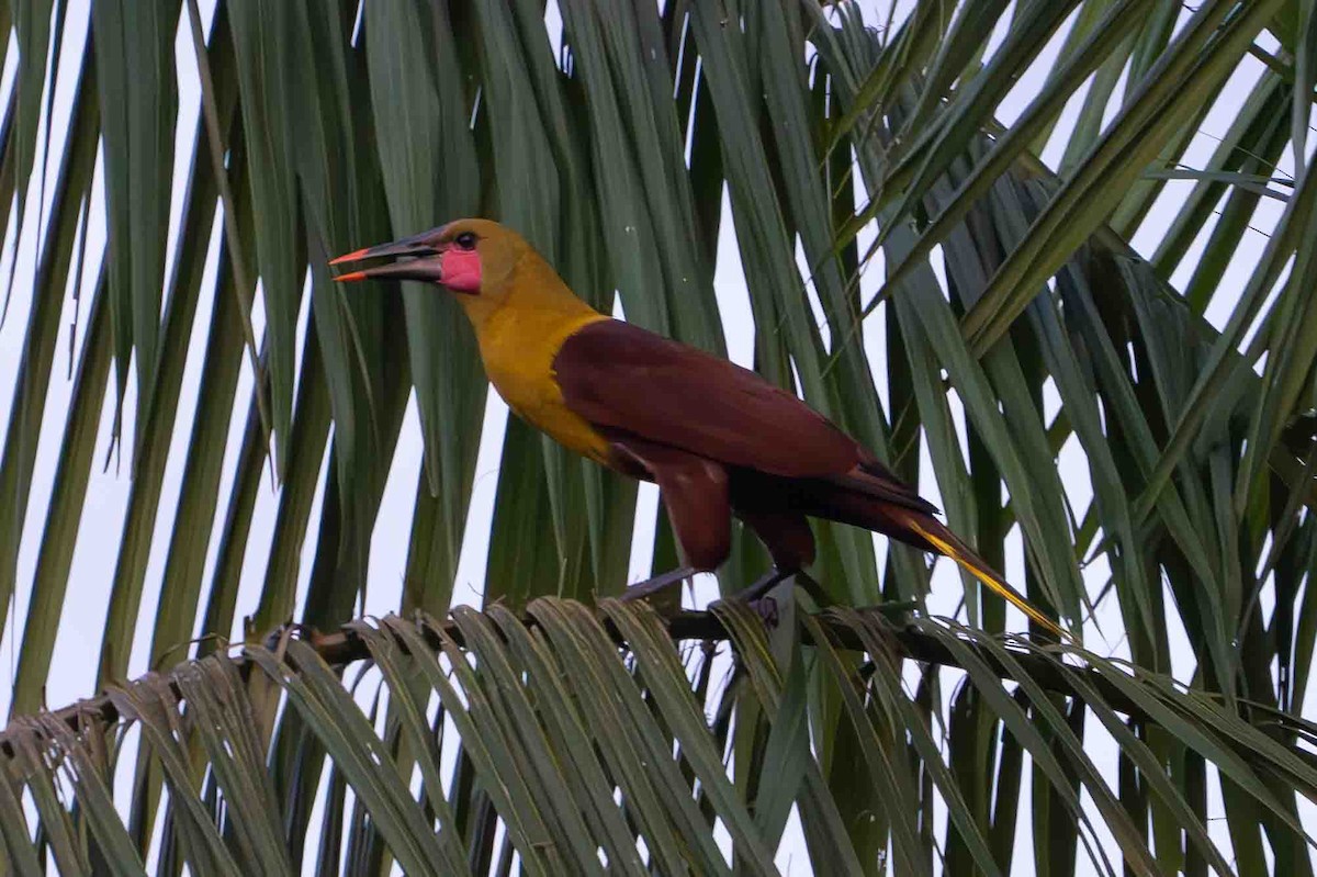 Olive Oropendola - ML641311852