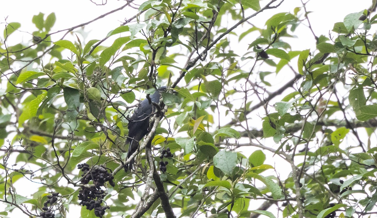 Black-winged Cuckooshrike - ML641311865