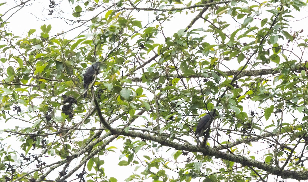 Black-winged Cuckooshrike - ML641311866