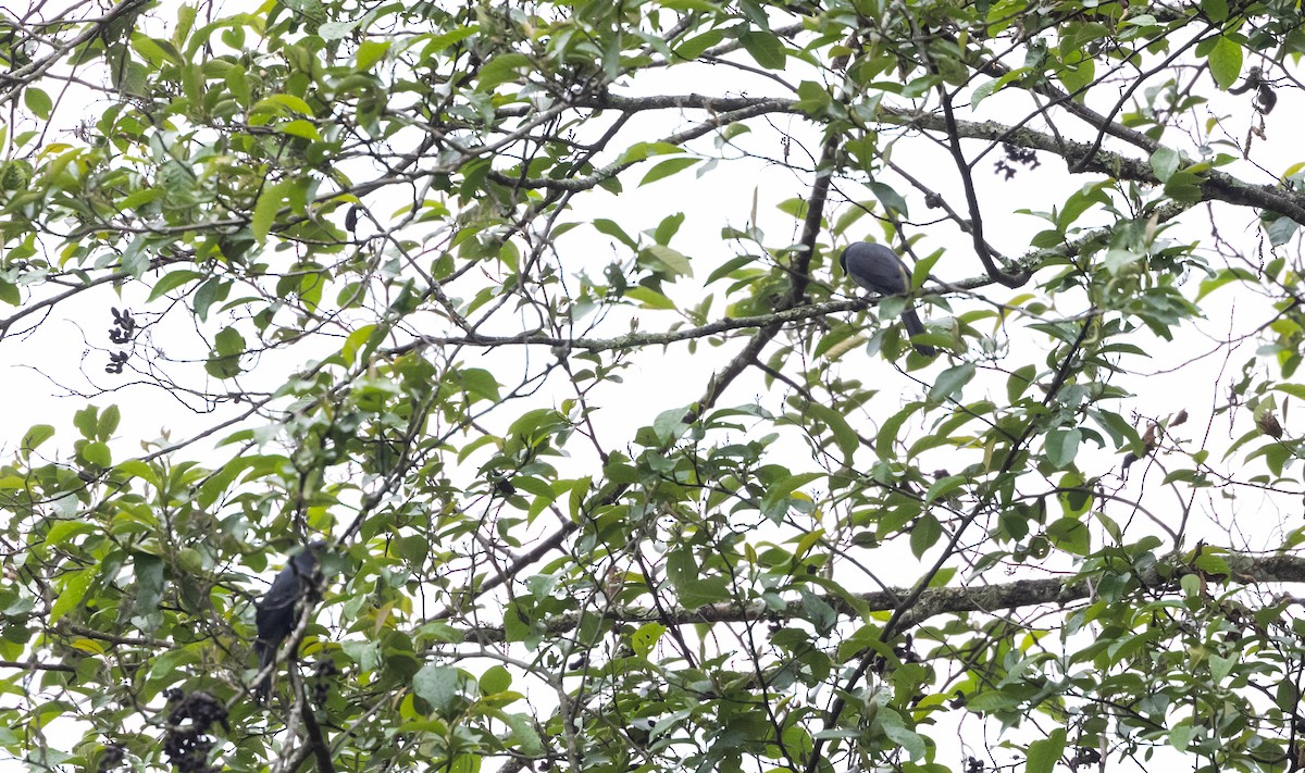 Black-winged Cuckooshrike - ML641311867