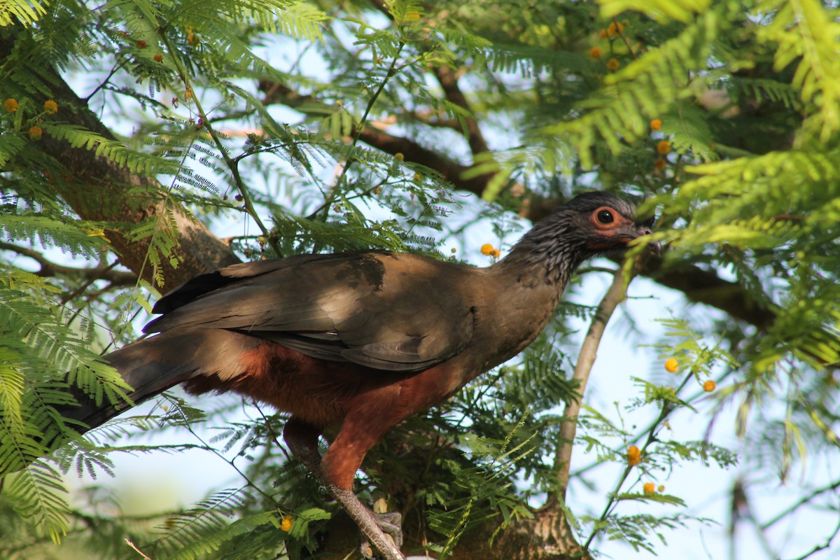 sinaloahokko - ML641311885