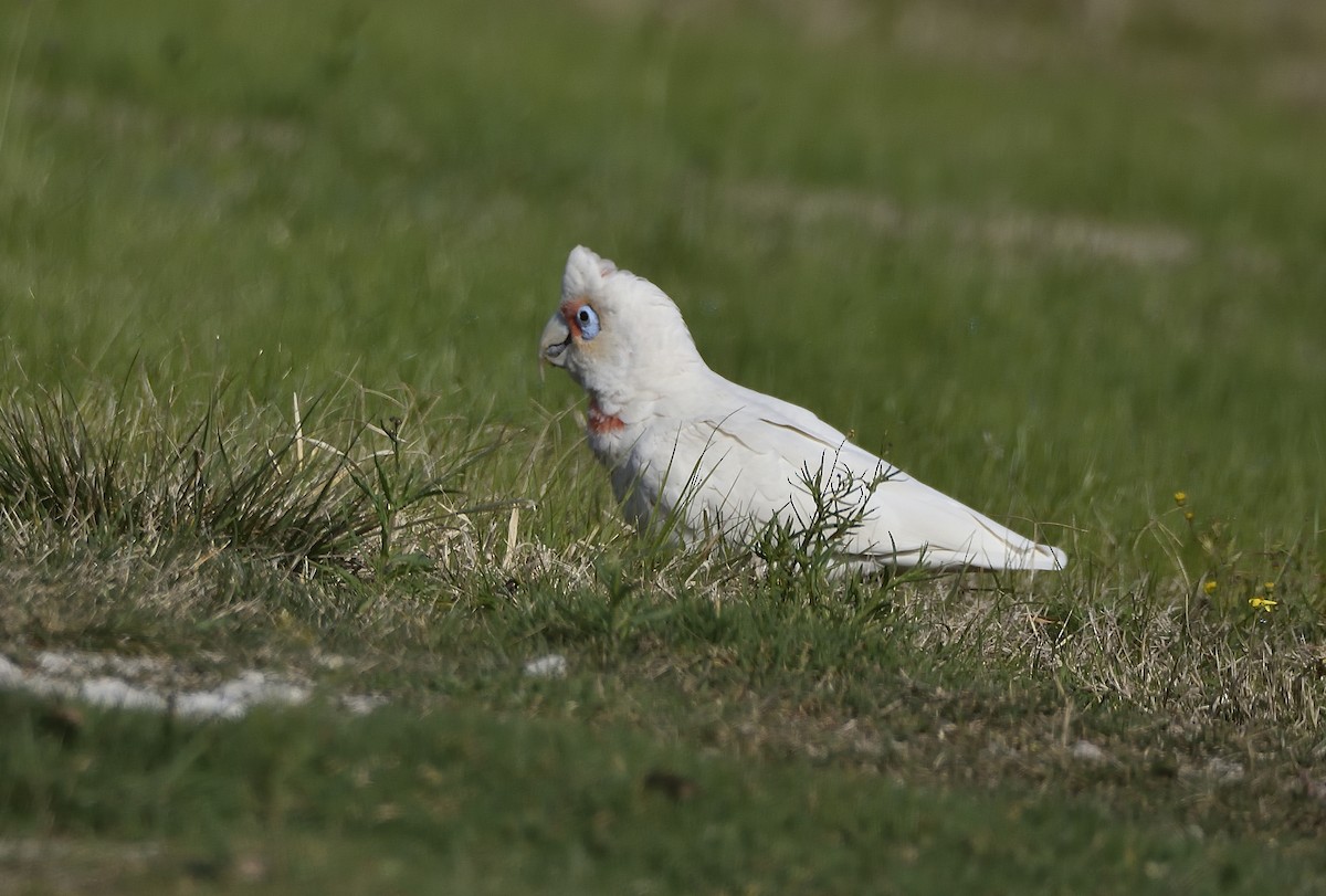 Little Corella - ML641311918