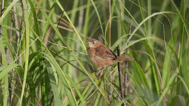 Grass Wren (Northern) - ML641311967