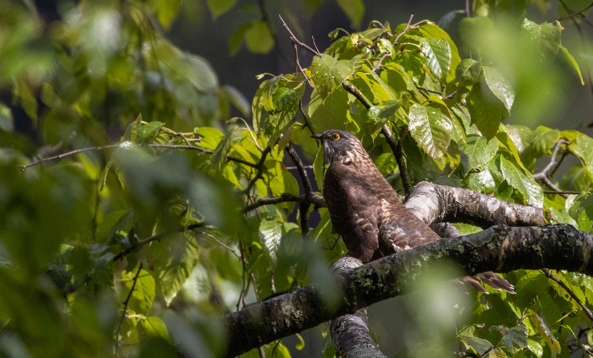 Large Hawk-Cuckoo - ML641311971