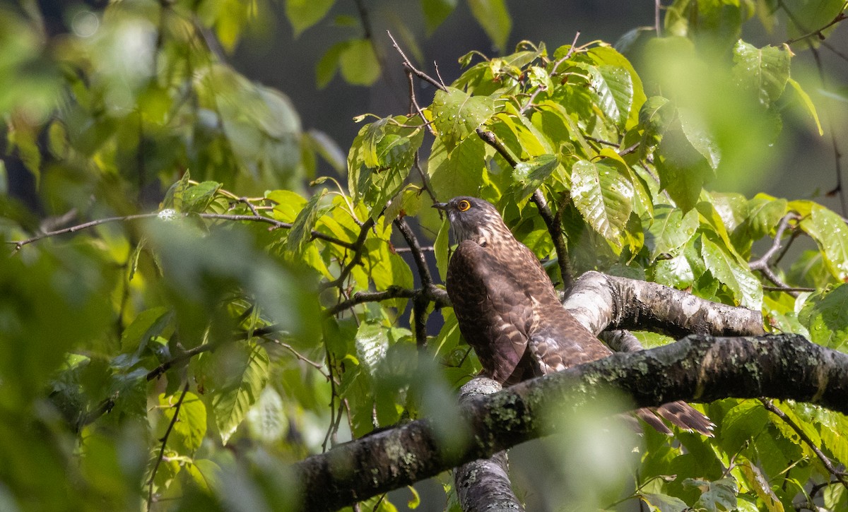Large Hawk-Cuckoo - ML641311974
