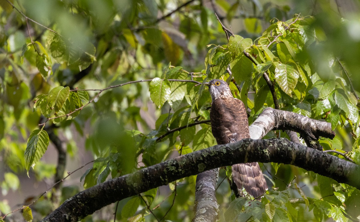 Large Hawk-Cuckoo - ML641311976