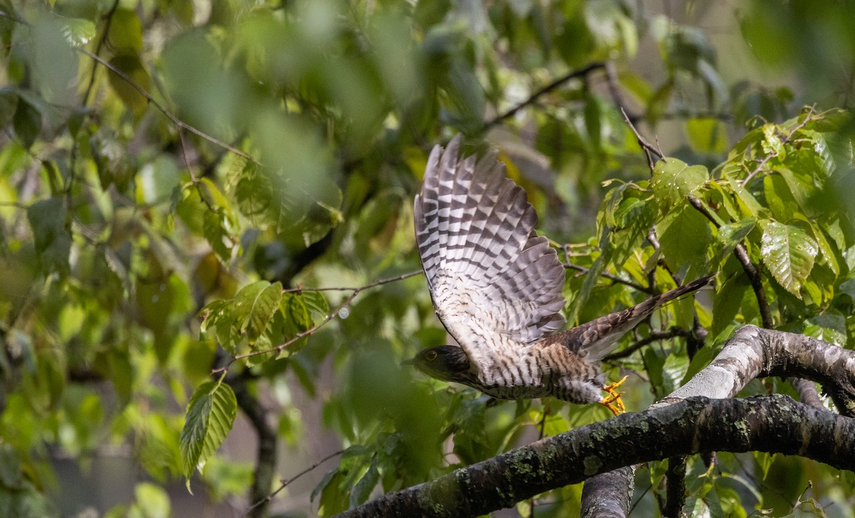 Large Hawk-Cuckoo - ML641311978