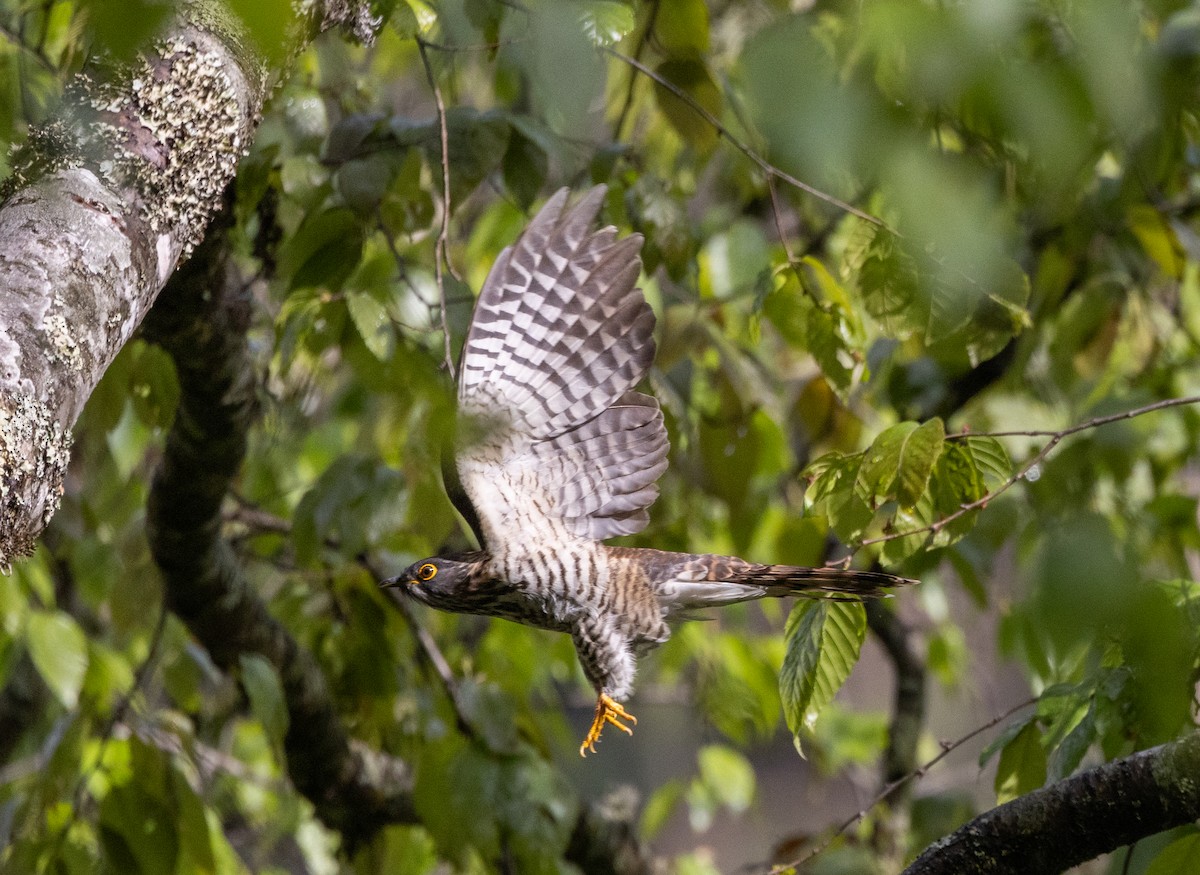 Large Hawk-Cuckoo - ML641311986