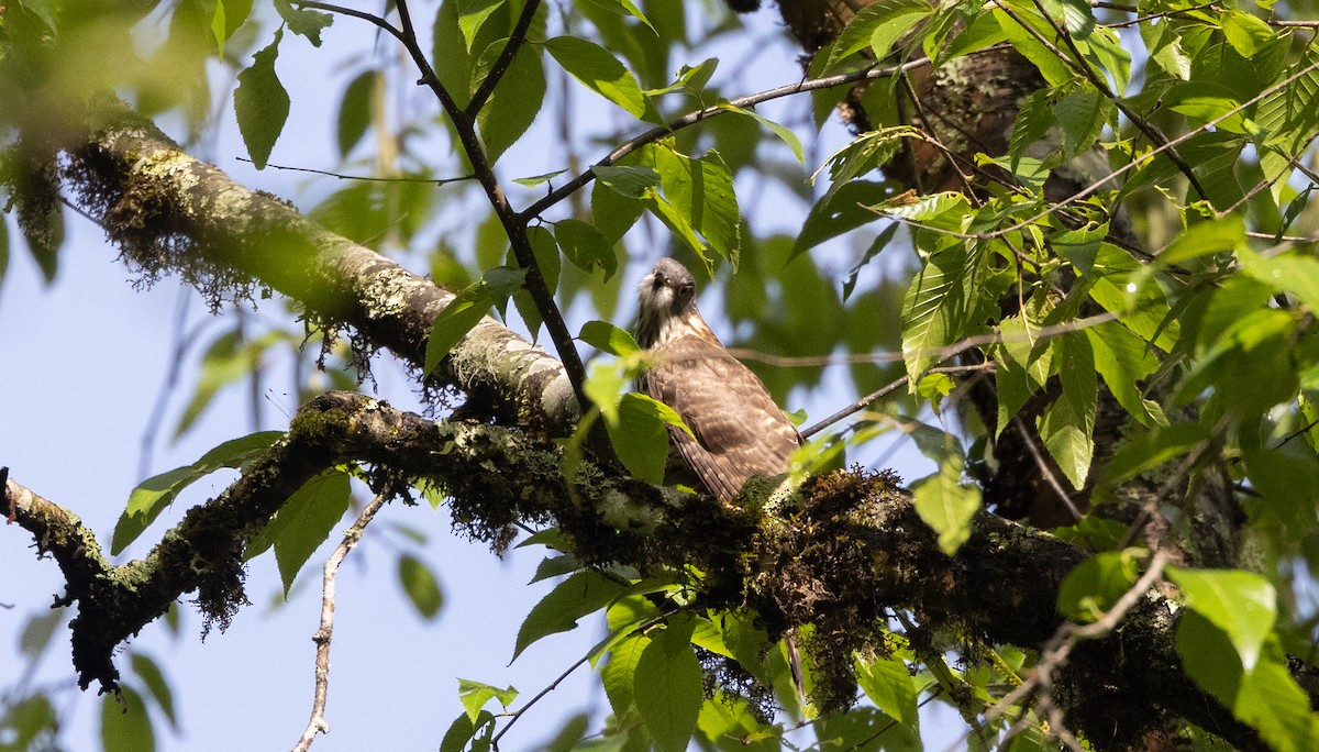 Large Hawk-Cuckoo - ML641311995