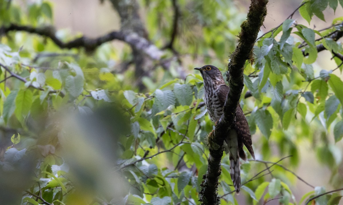 Large Hawk-Cuckoo - ML641311996