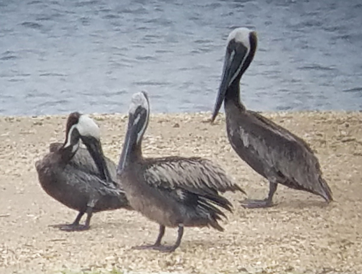 Brown Pelican - ML64131201