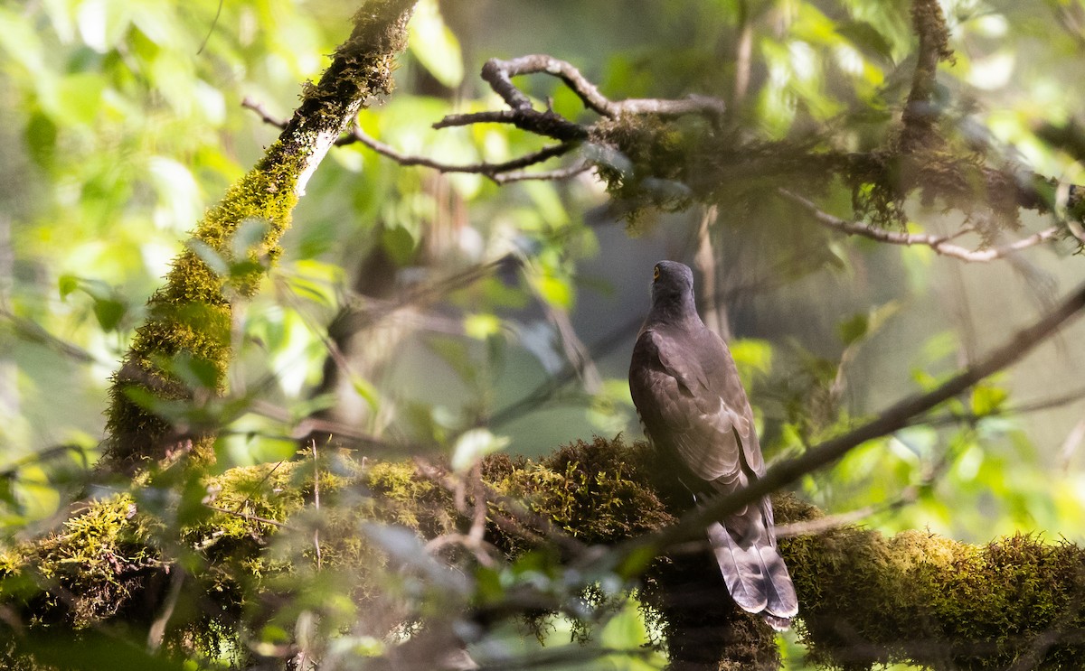 Large Hawk-Cuckoo - ML641312032