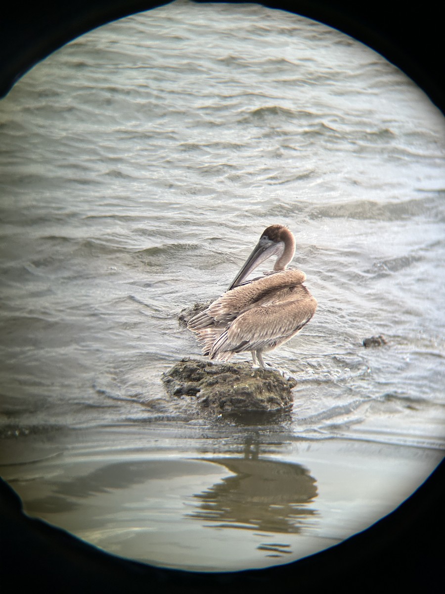 Brown Pelican - ML641312033