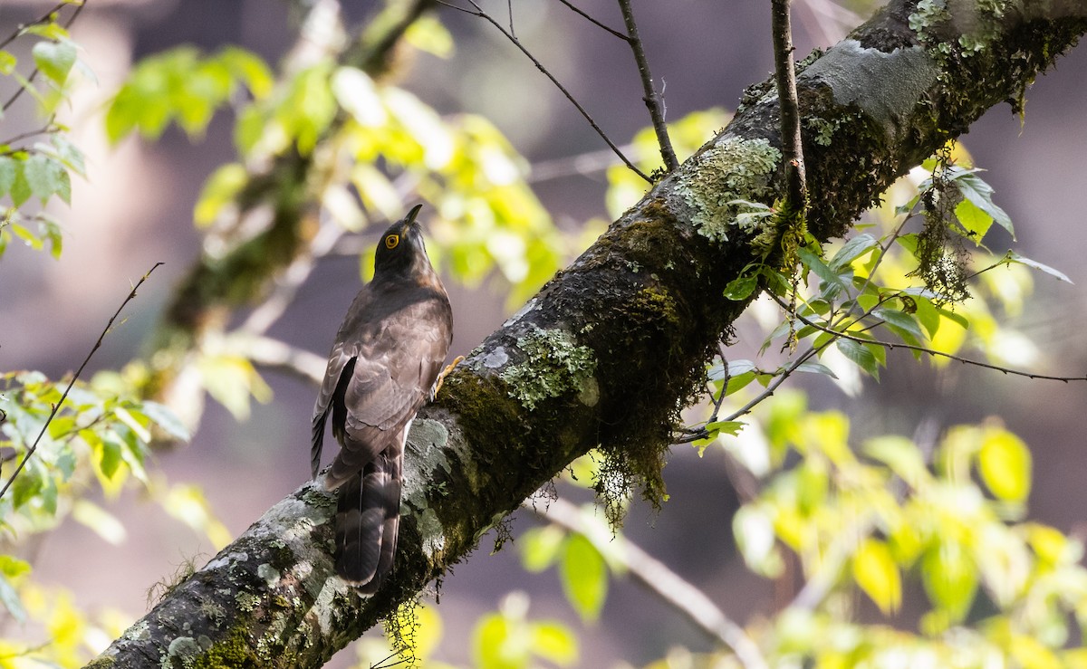 Large Hawk-Cuckoo - ML641312034