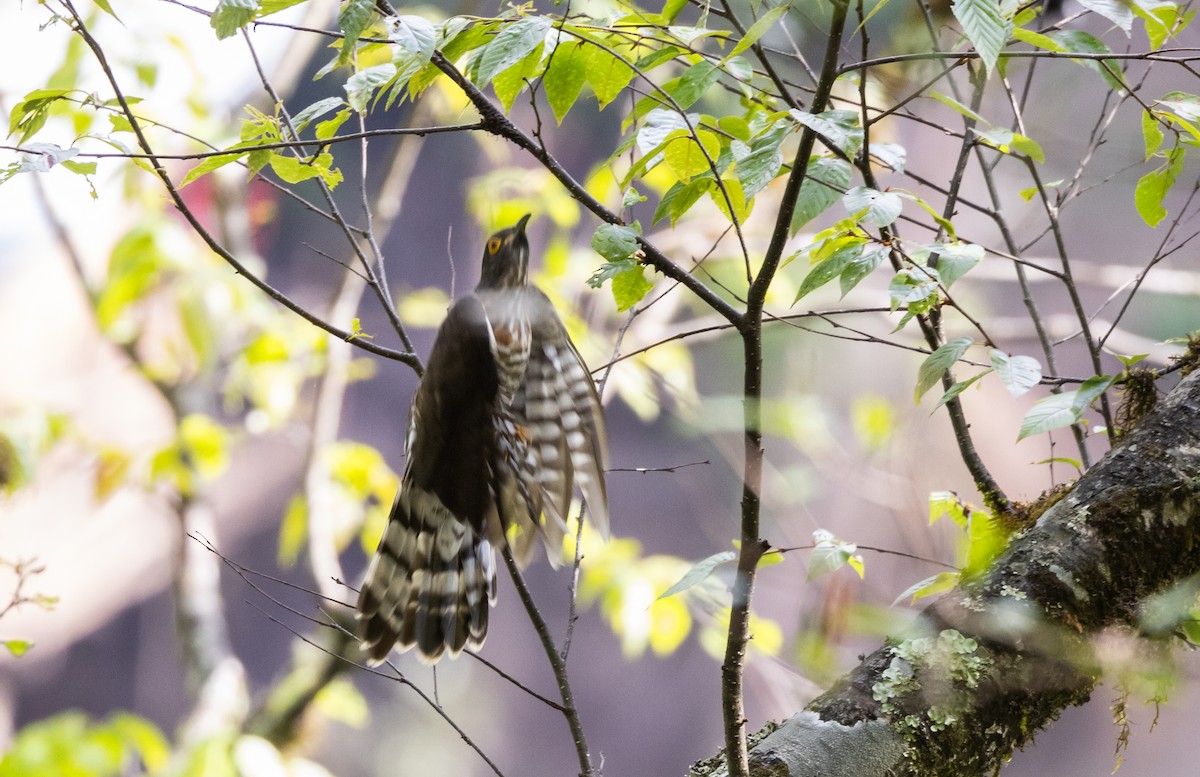 Large Hawk-Cuckoo - ML641312041