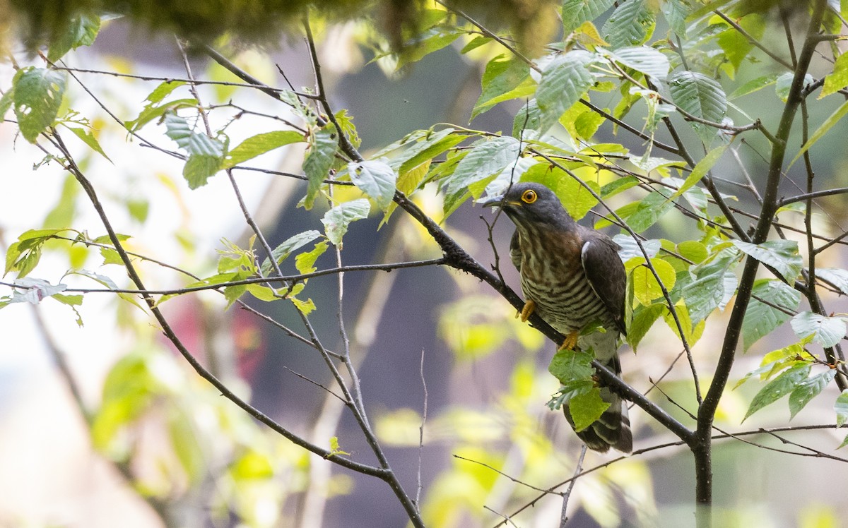 Large Hawk-Cuckoo - ML641312047