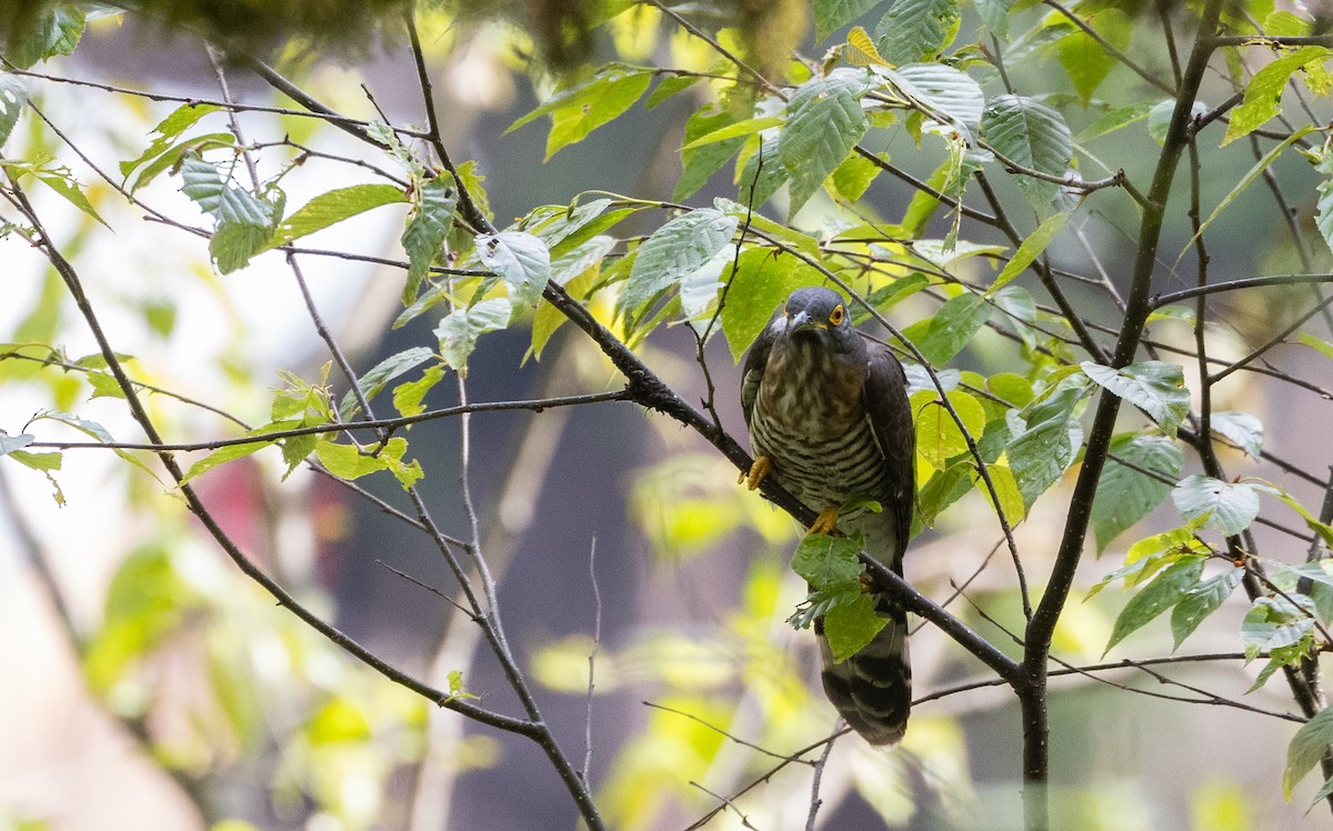 Large Hawk-Cuckoo - ML641312048