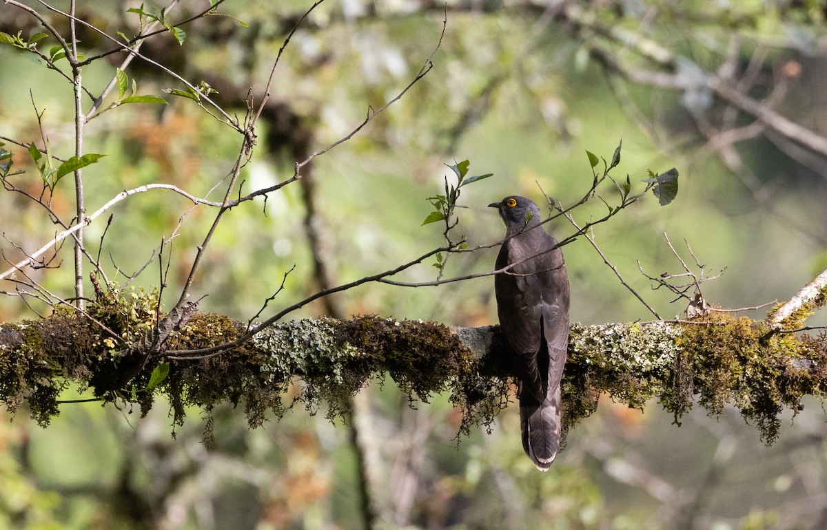 Large Hawk-Cuckoo - ML641312051