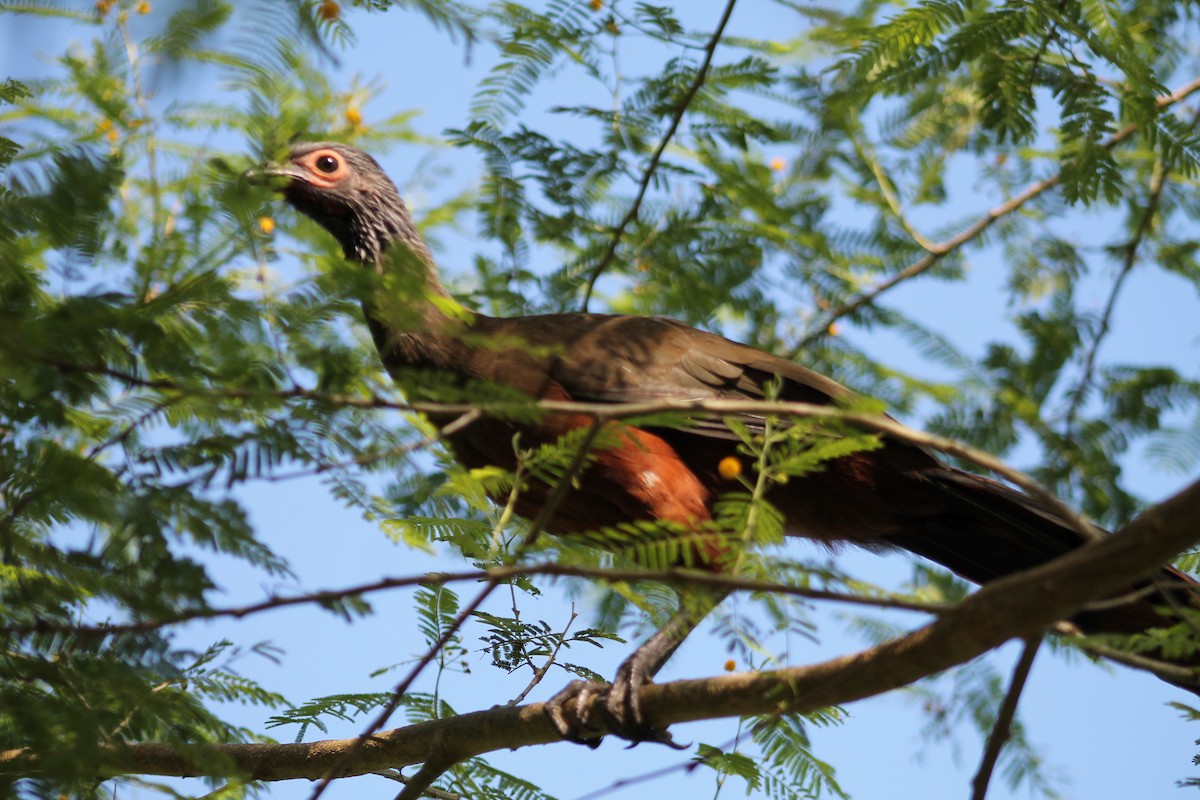 sinaloahokko - ML641312058