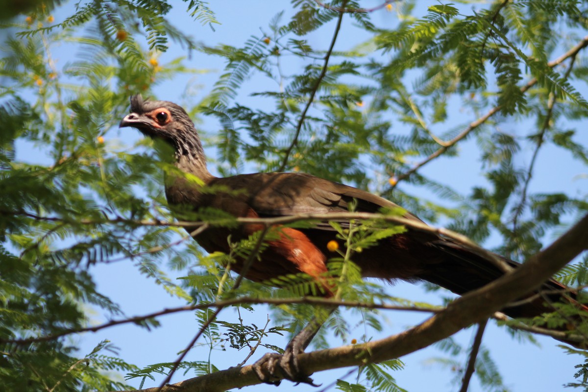 sinaloahokko - ML641312059