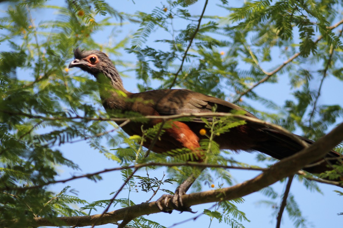 sinaloahokko - ML641312061