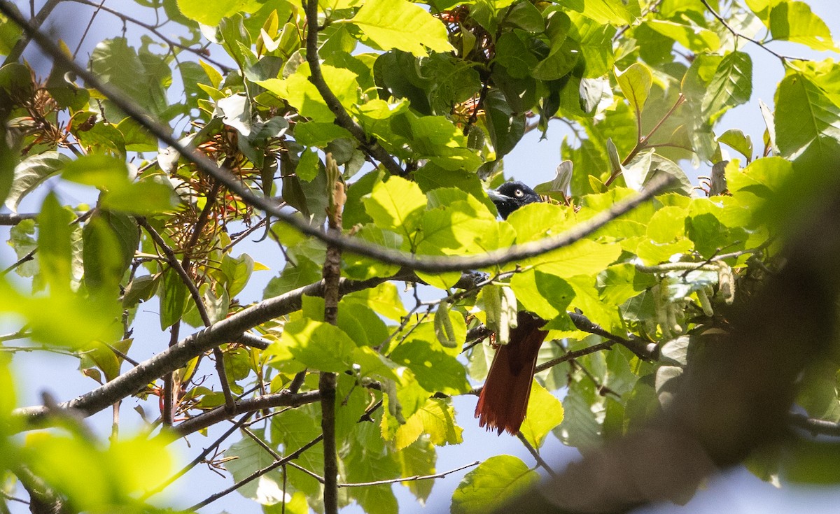 Maroon Oriole - ML641312076
