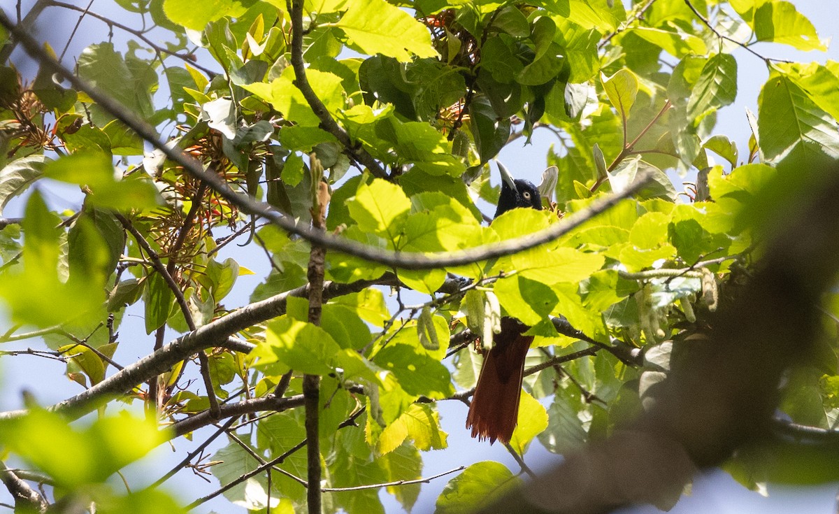 Maroon Oriole - ML641312077