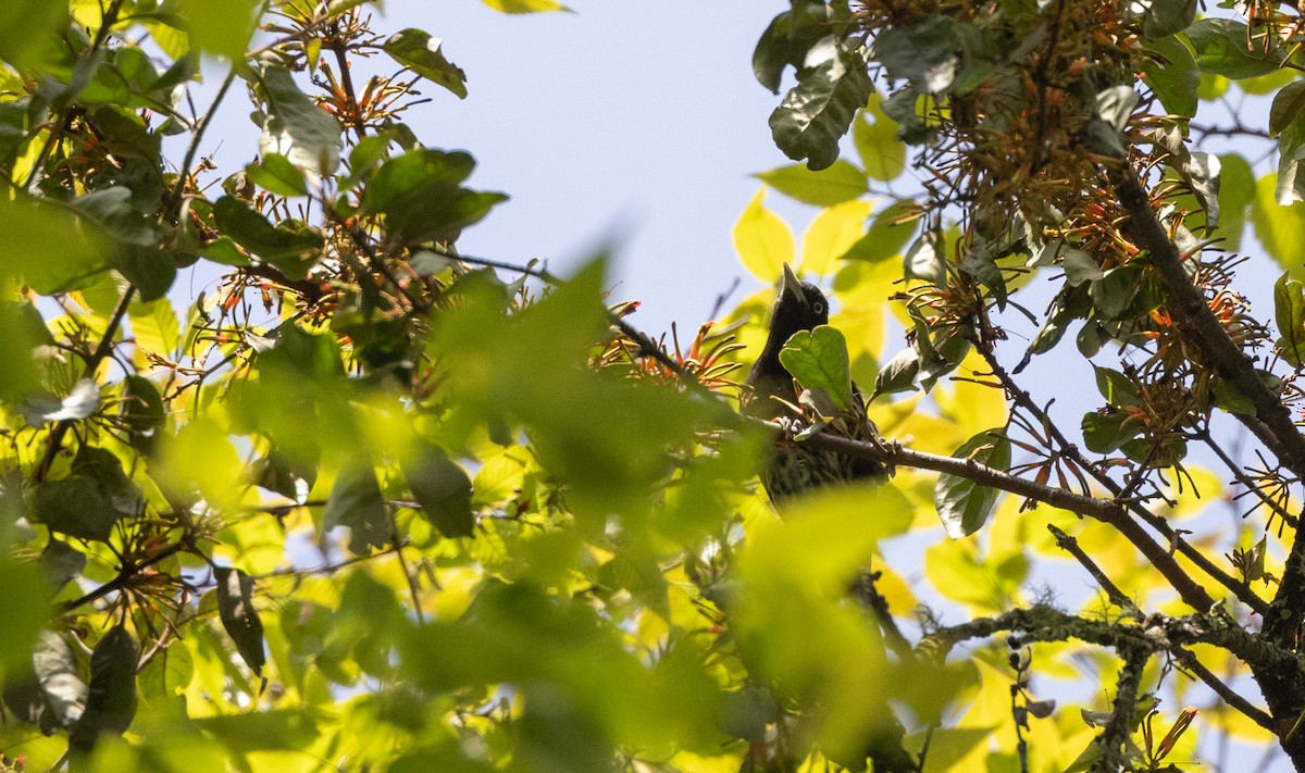 Maroon Oriole - ML641312078