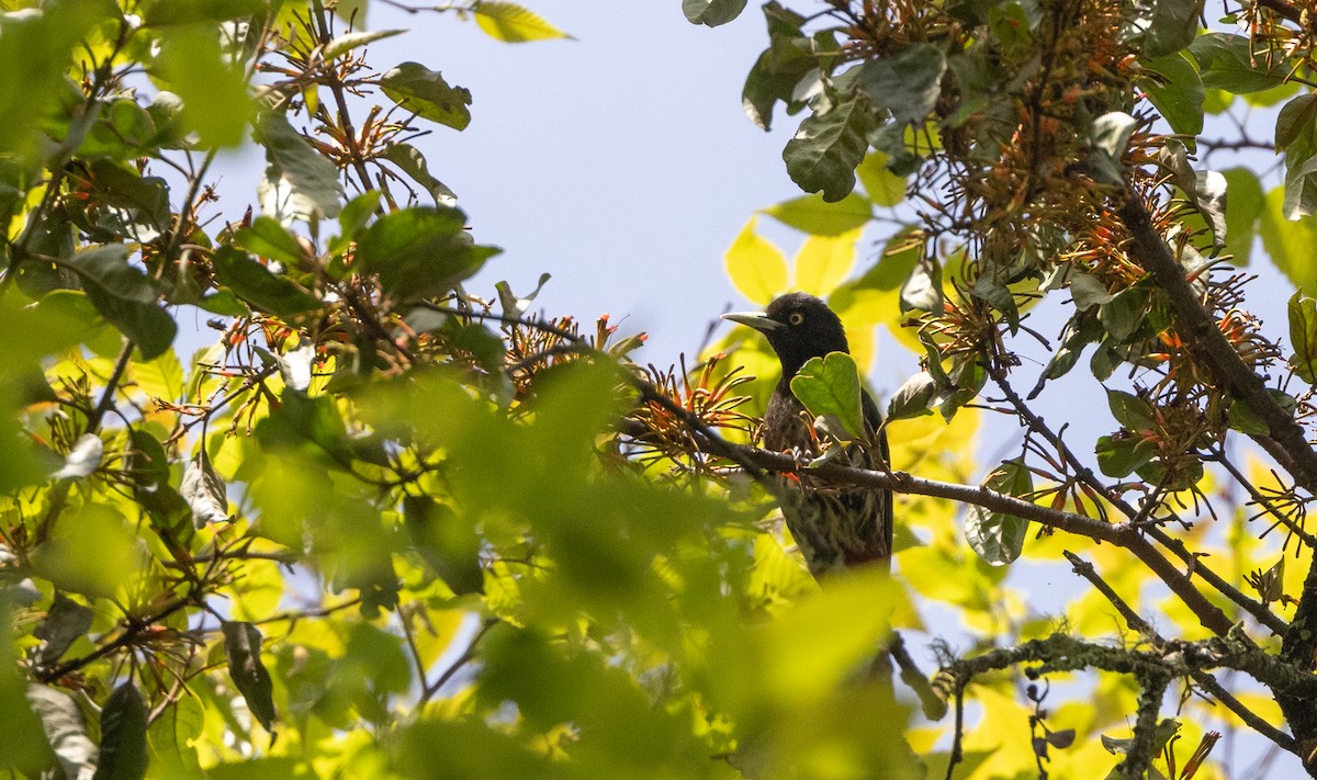 Maroon Oriole - ML641312079