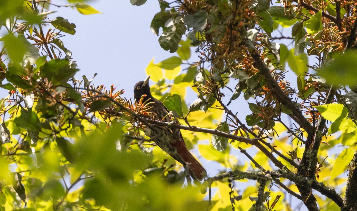 Maroon Oriole - ML641312091