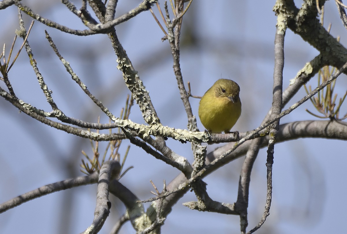 Yellow Thornbill - ML641312132