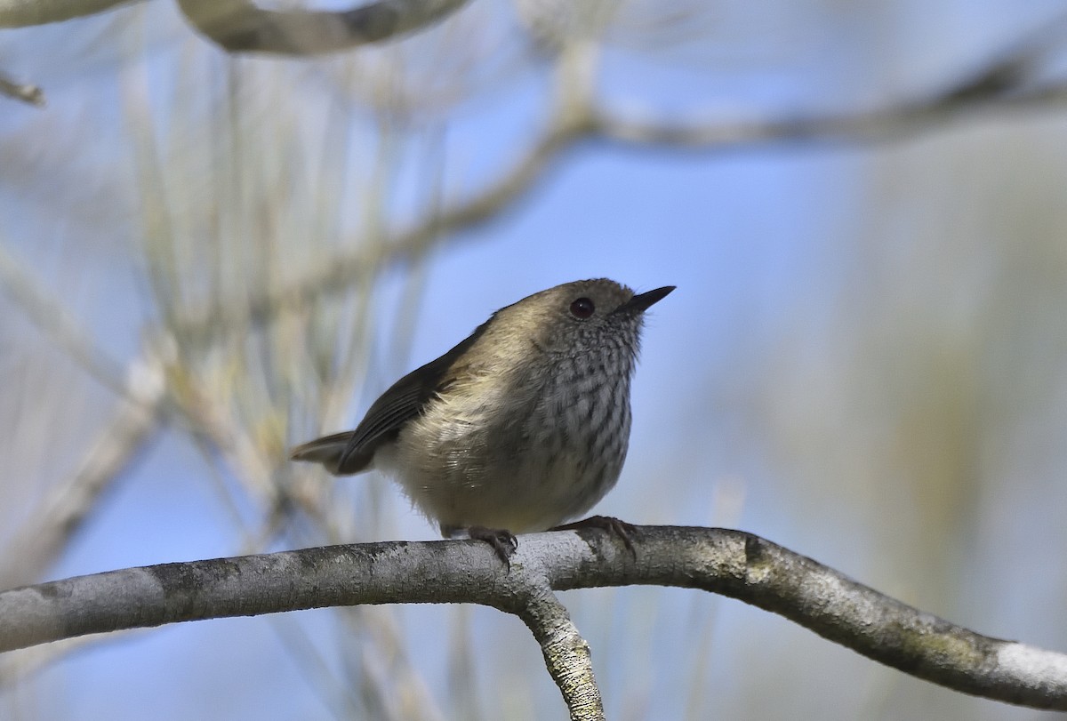 Brown Thornbill - ML641312154