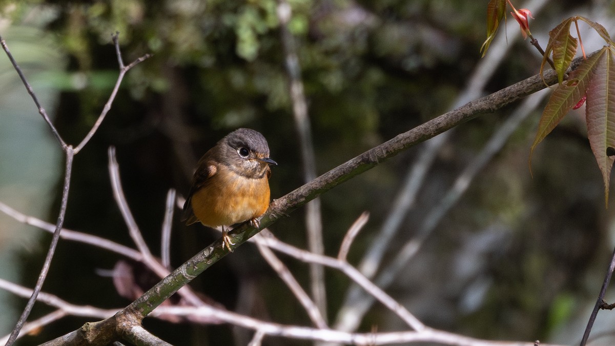Gobemouche ferrugineux - ML641312160