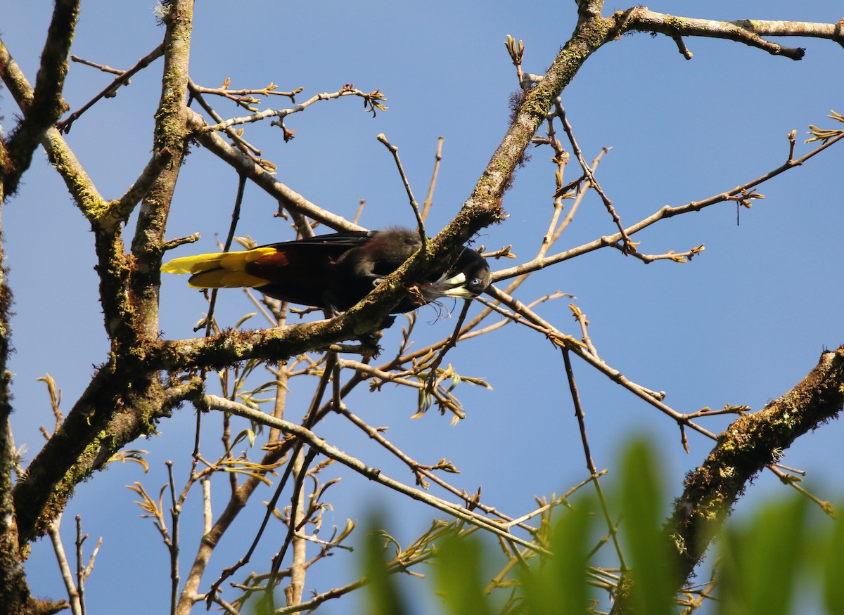 soldatoropendola - ML641312221